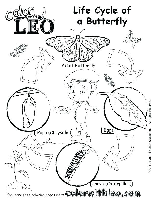 612x792 Butterfly Life Cycle Coloring Pages Life Cycle Craft And Coloring