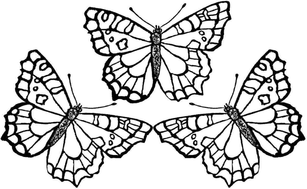 1250x769 Butterfly Coloring Pages For Adults To Print Free Best