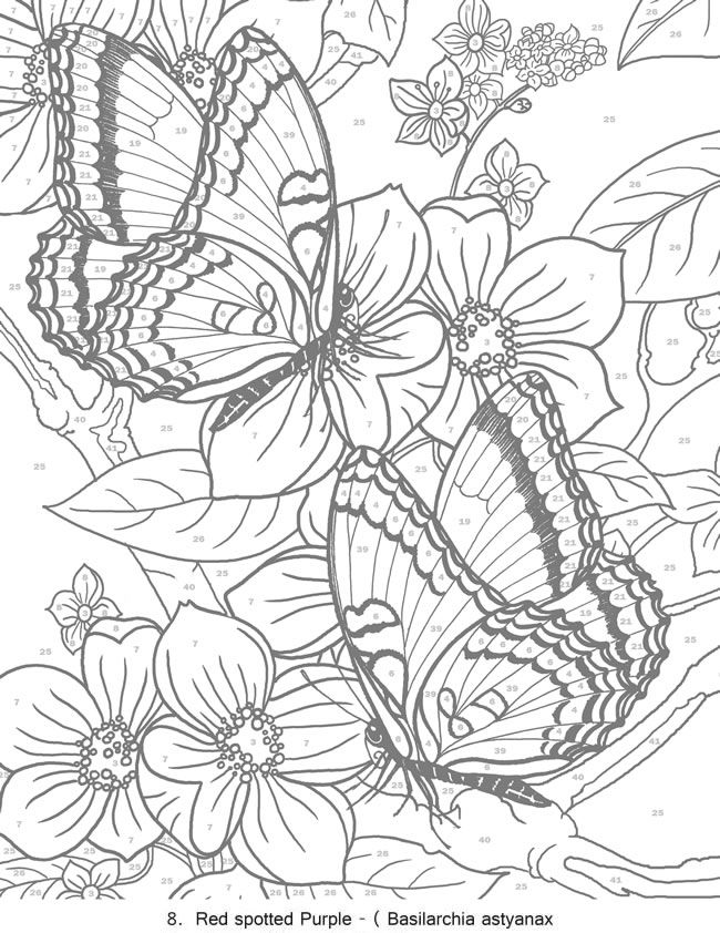 Butterfly Coloring Pages For Adults
