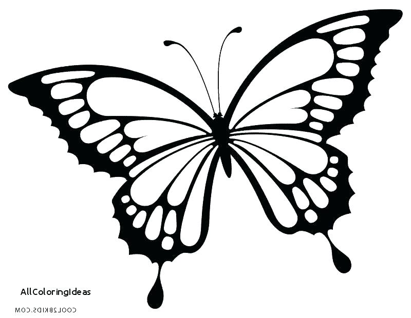 800x620 Butterfly Coloring Pages For Adults Beautiful Butterfly Coloring