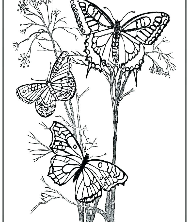 768x900 Butterfly Coloring Pages For Adults Printable Butterfly Coloring