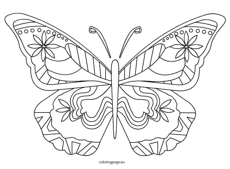 808x595 Butterfly Color Sheets Life Cycle Of A Butterfly Coloring Page