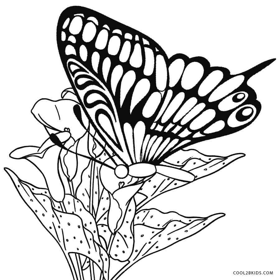 900x900 Printable Butterfly Coloring Pages For Kids Cool2bkids