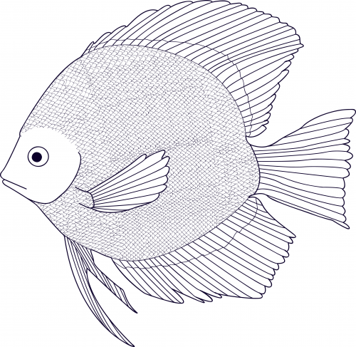 500x487 Black And White Fish Coloring Page