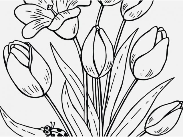 640x480 Fall Flowers Coloring Pages Image Awesome Butterfly Flower