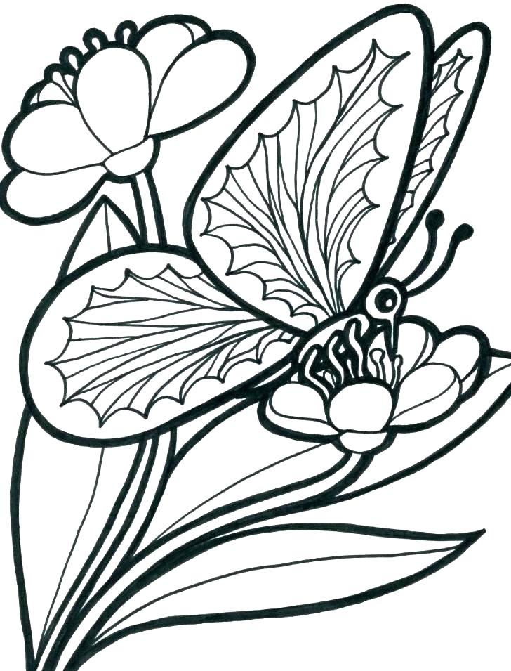 728x955 Flowers And Butterflies Coloring Pages Coloring Page Stock Images
