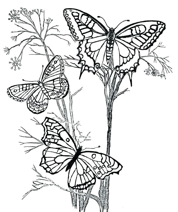 700x831 Butterfly And Flower Coloring Pages
