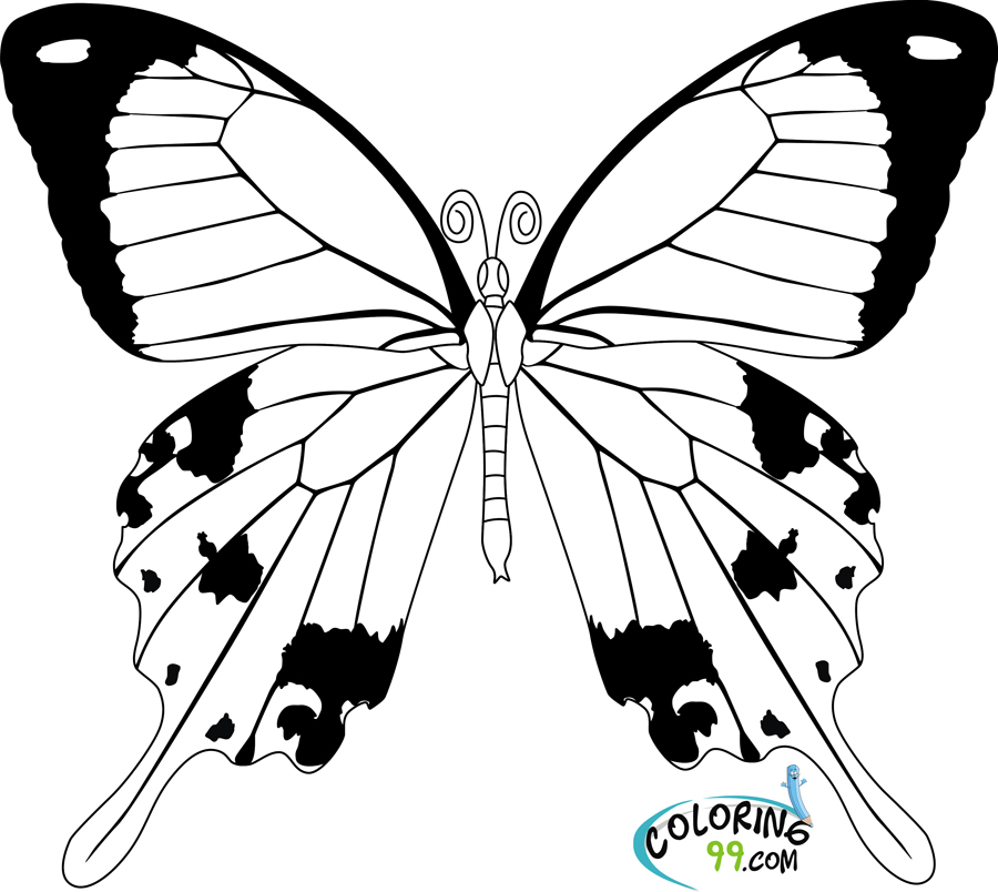 Butterfly Life Cycle Coloring Page