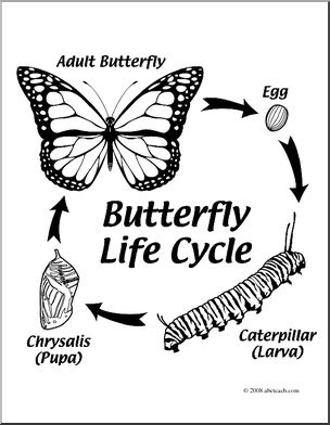 304x392 Clip Art Butterfly Life Cycle (Coloring Page) I