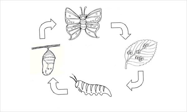 600x360 Butterfly Coloring Pages Free Amp Premium Templates