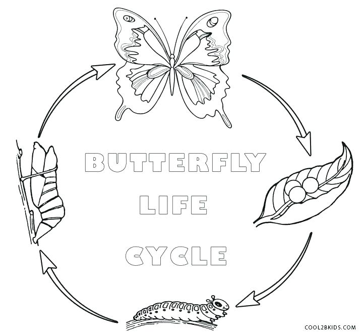 720x665 Appealing Monarch Butterfly Coloring Pages Astonishing Butterfly