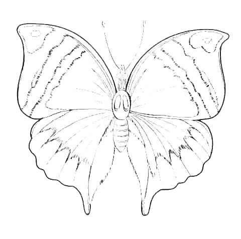 480x476 Butterfly Outline Coloring Page
