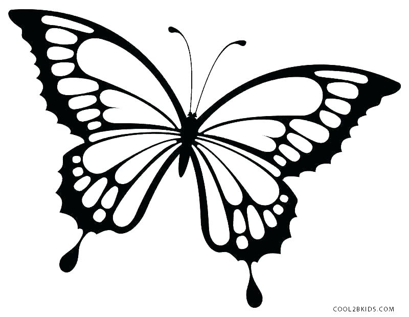 800x620 Butterfly Templates To Print Butterfly Printable Coloring Pages