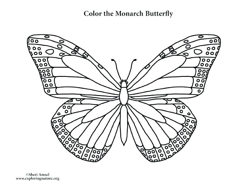 792x612 Free Monarch Butterfly Coloring Sheets Simple Pages Outline Free