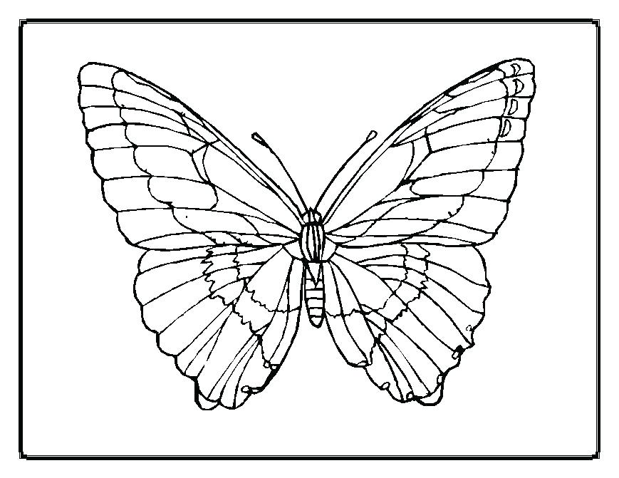 869x671 Outline Of A Butterfly To Color Sample Butterfly Documents
