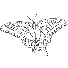 230x230 Top 50 Free Printable Butterfly Coloring Pages Online