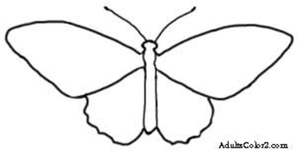 600x310 Butterfly Coloring Pages Airborne Art