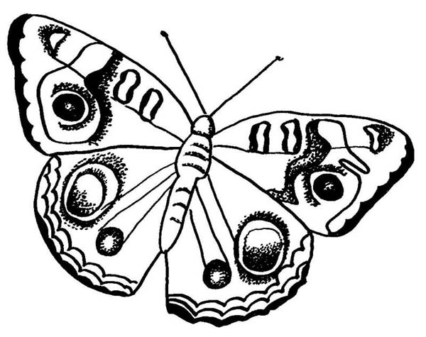 600x475 Butterfly With Rounded Pattern Wings Coloring Page