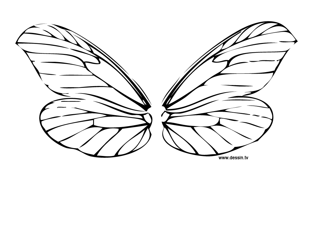 1024x768 Coloring Dragonfly Wings