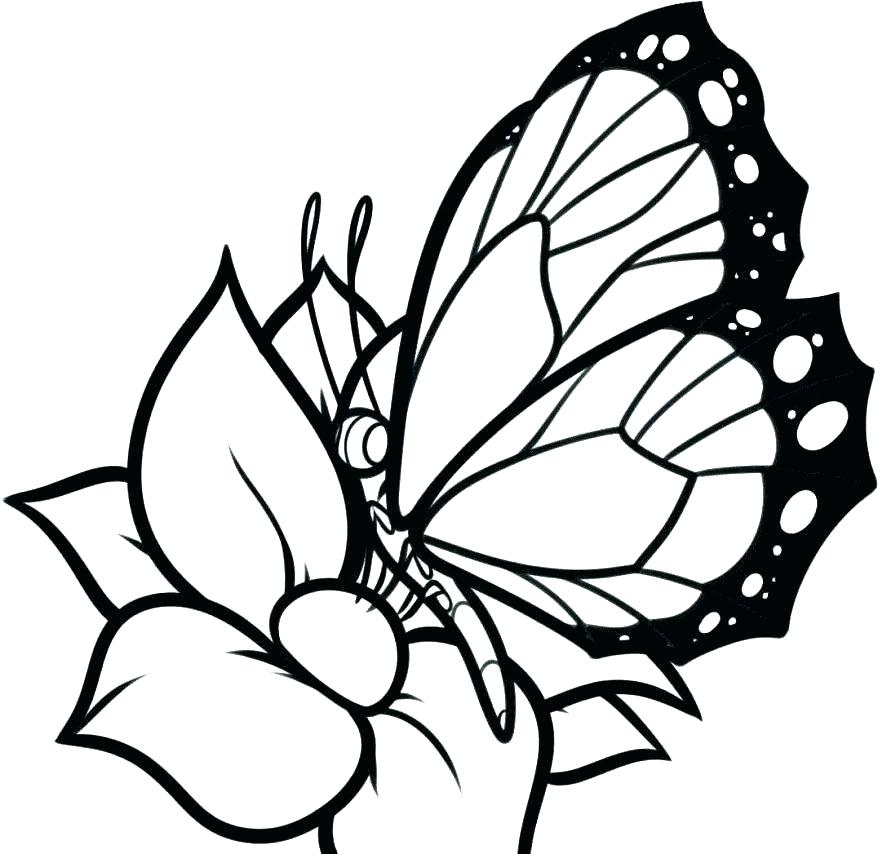 878x854 Simple Butterfly Outline Tattoo Exciting Wing Coloring Games Other
