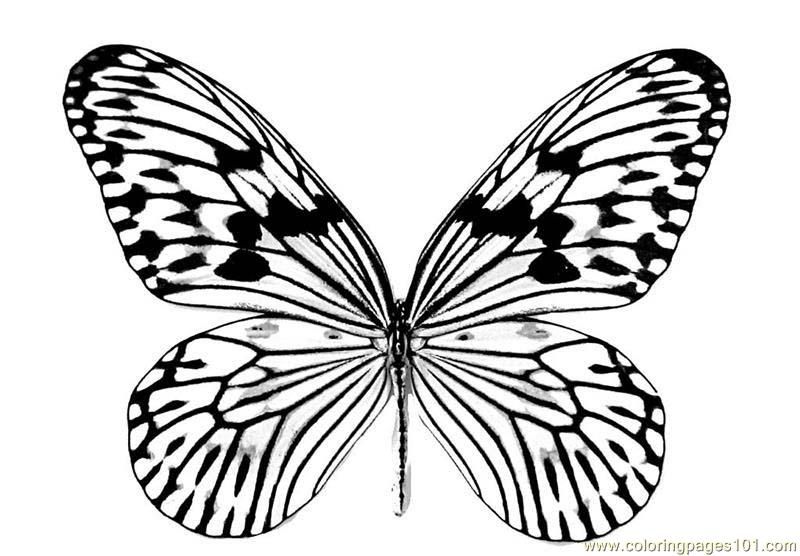 800x556 Butterfly Wings Coloring Pages Colouring Adult Detailed Advanced