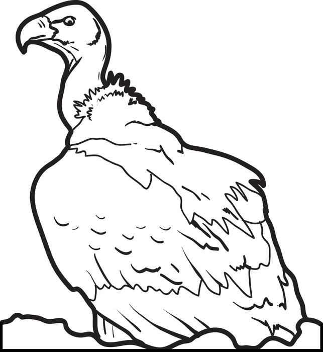 643x700 Vulture Coloring Pages