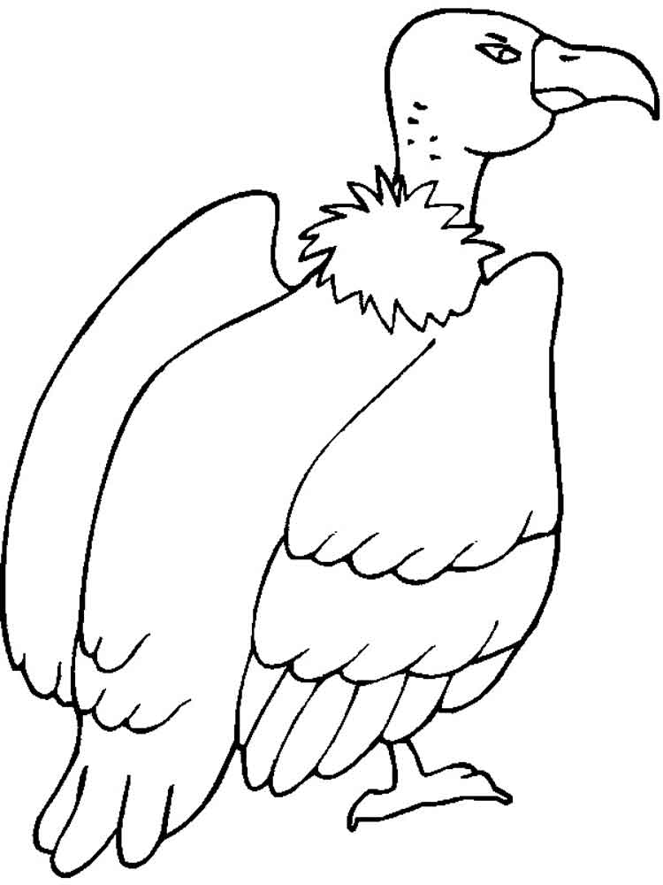 750x1000 Vulture Coloring Pages. Download And Print Vulture Coloring Pages