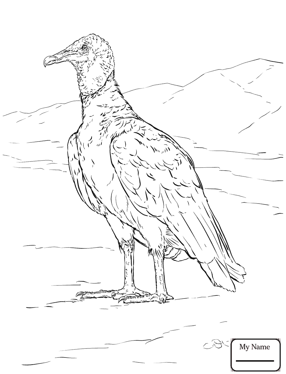 918x1200 White Rumped Vulture Coloring Page Free Printable To Print