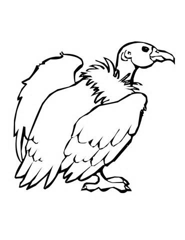 370x480 Animals Buzzard Colouring Pages, Vulture Coloring Pages