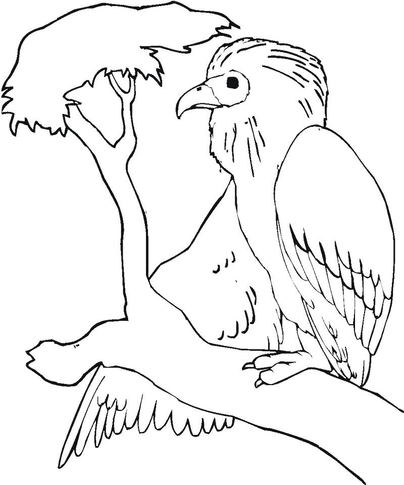 800x961 Buzzard Is Sitting On The Tree Branch Coloring Page Coloring