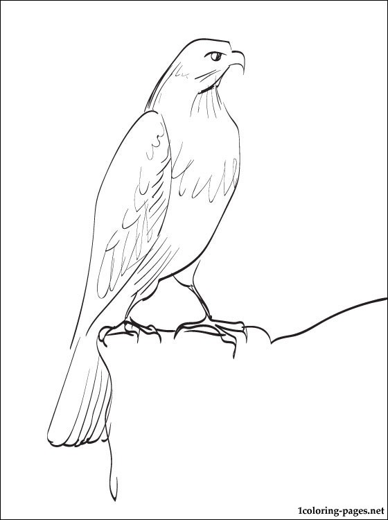 560x750 Buzzard Coloring Page To Print Out Coloring Pages