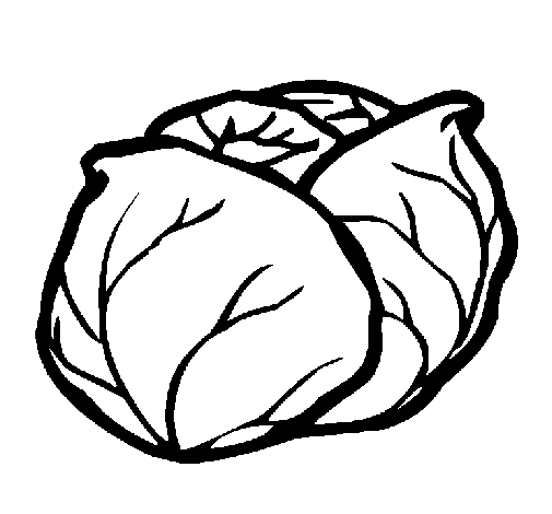 505x470 Colored Page Cabbage Painted By Abc
