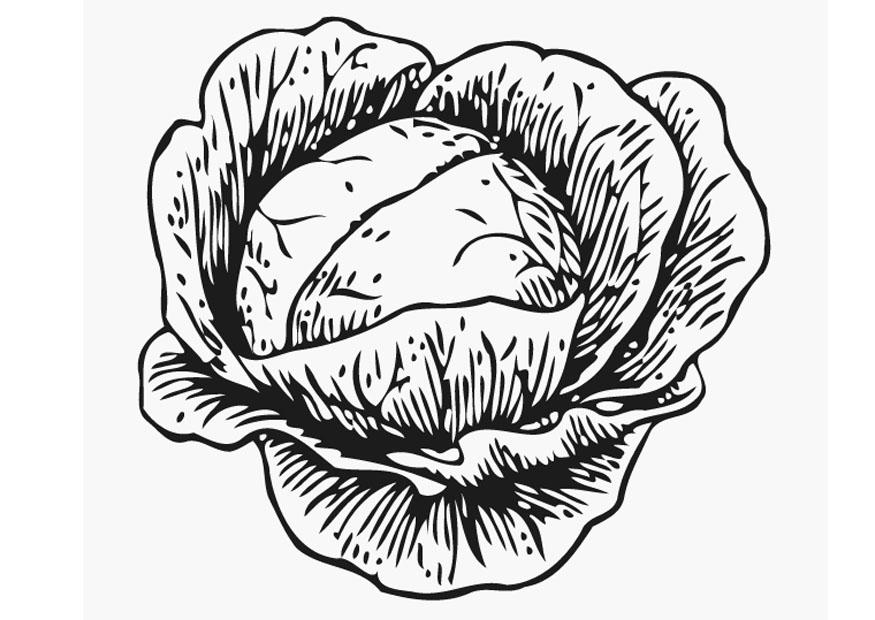 875x620 Coloring Page Cabbage