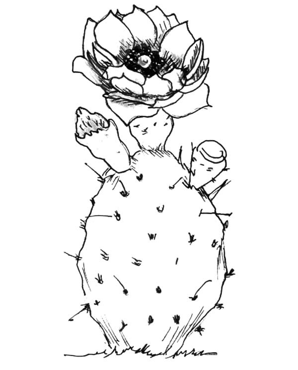 600x745 Planting Cactus Coloring Pages Best Place To Color
