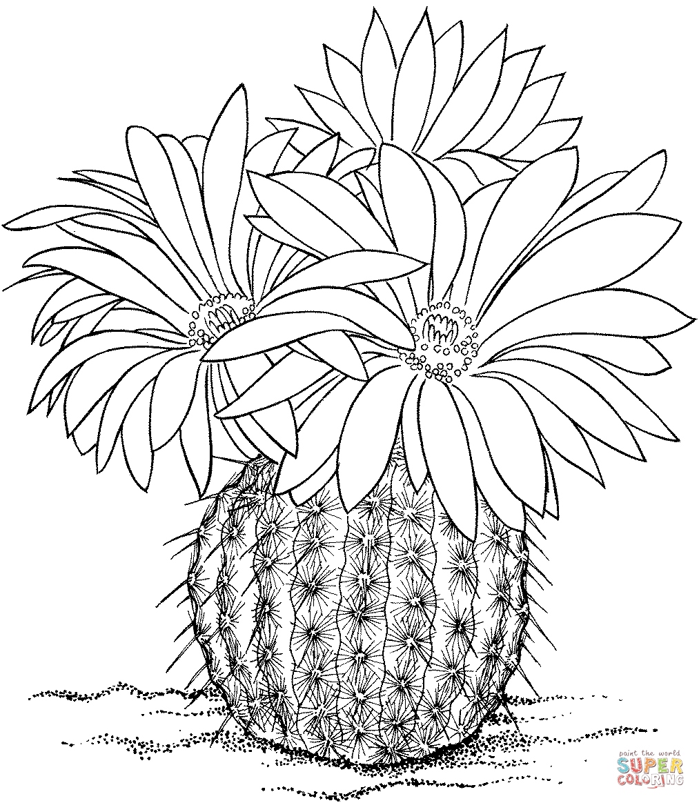 1013x1164 Cactus Coloring Page Luxury Printable Cactus Coloring Pages