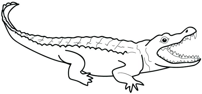 700x325 Caiman Animal Coloring Pages Alligator Color Printable Alligator