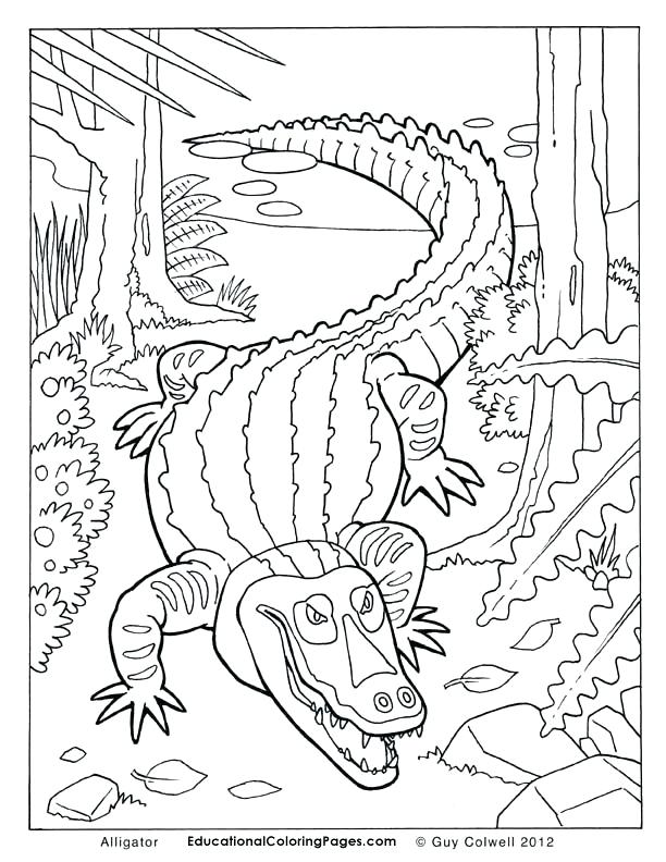 612x792 Caiman Animal Coloring Pages Caiman Animal Coloring Pages Black