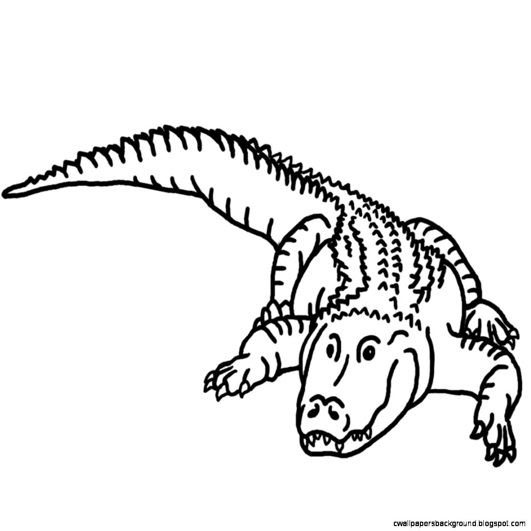 1080x1080 Caiman Clipart Black And White 3118975