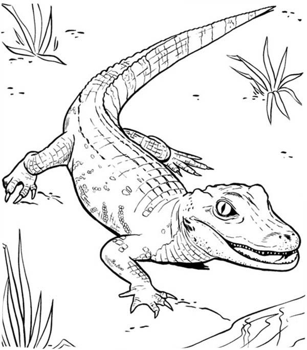 600x683 Caiman Coloring Pages