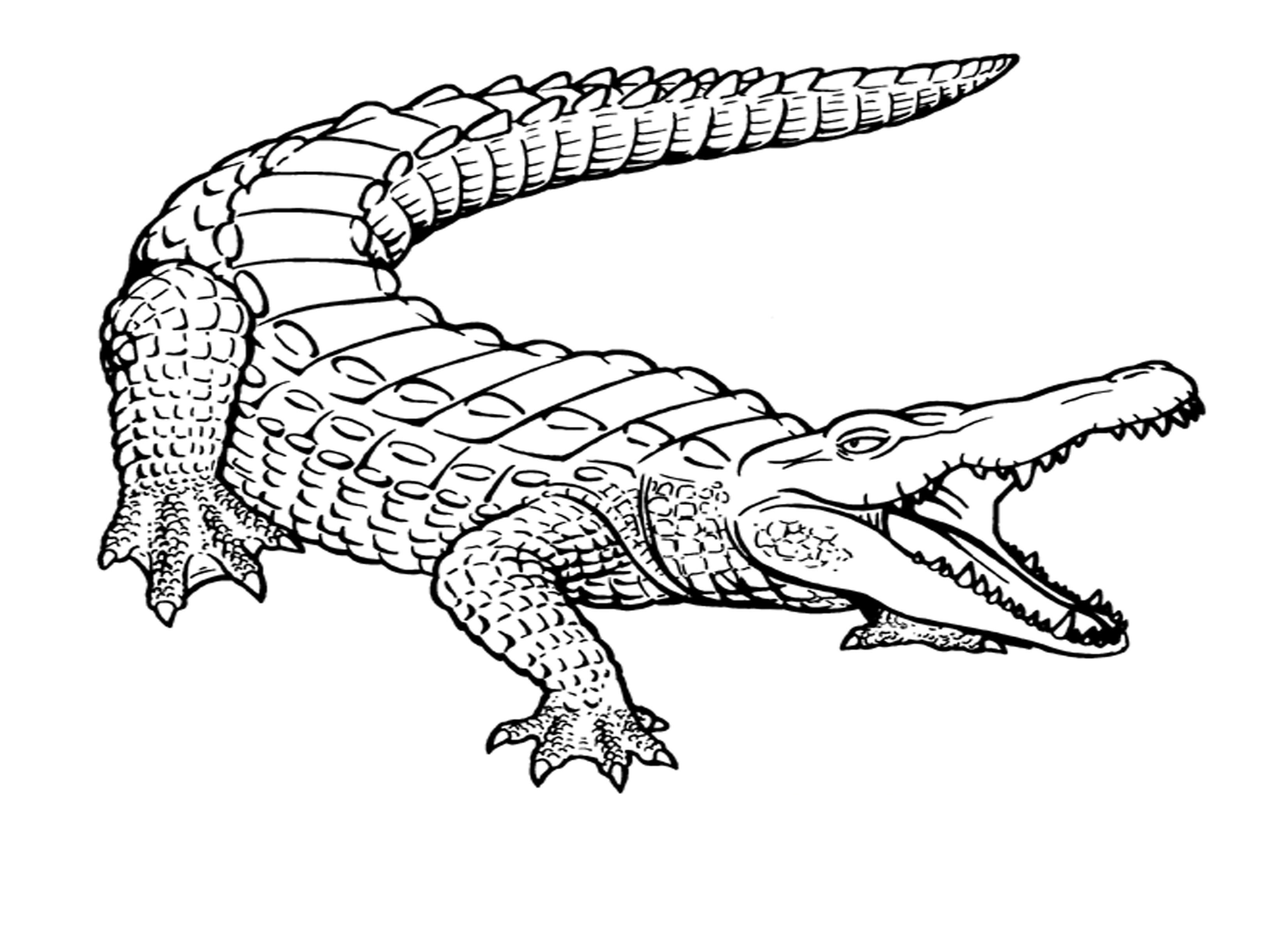 3300x2400 Free Printable Crocodile Coloring Pages For Kids Crocodile