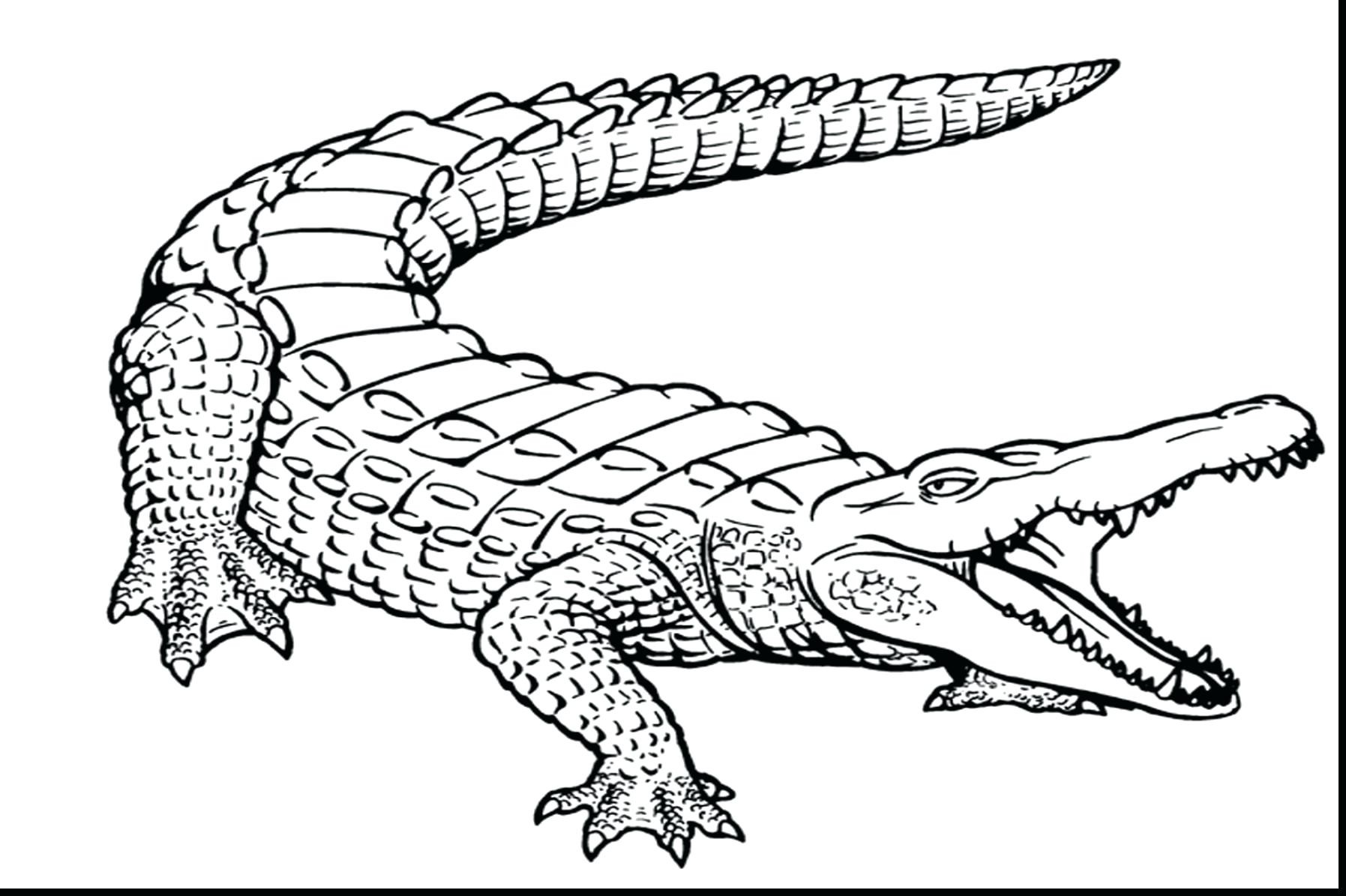 1795x1195 Awesome Alligator Gar Coloring Page Sheets Res