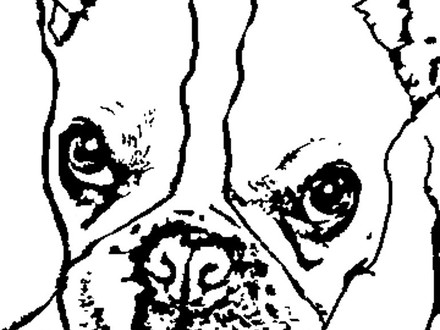 Cairn Terrier Coloring Pages