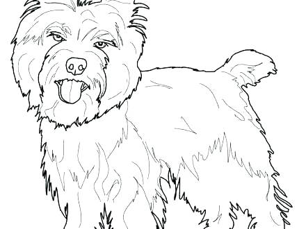 440x330 Coloring Pages Coloring Pages Terrier Page For Color Cairn Terrier