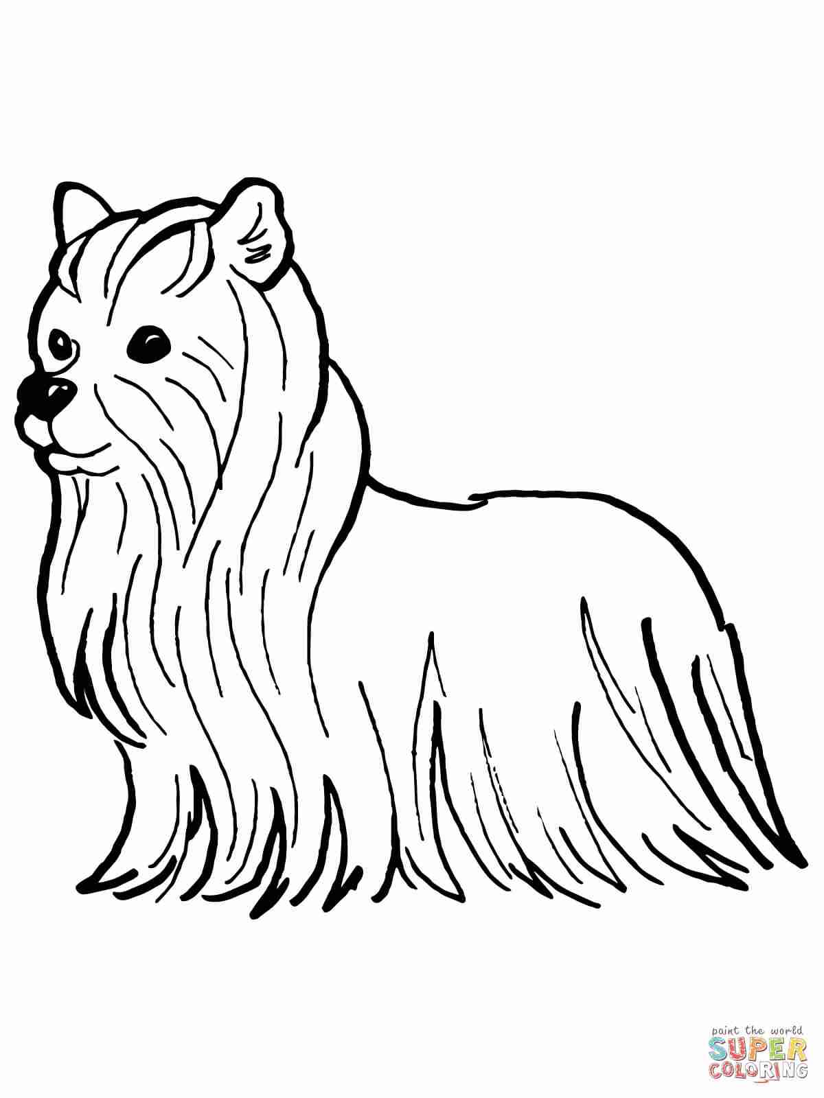 1200x1600 Yorkshire Terrier Coloring Page Free Printable Pages And Yorkie