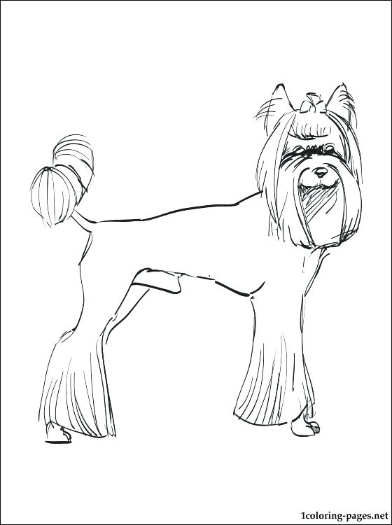 560x750 Yorkshire Terrier Coloring Pages Yorkshire Terrier Colouring