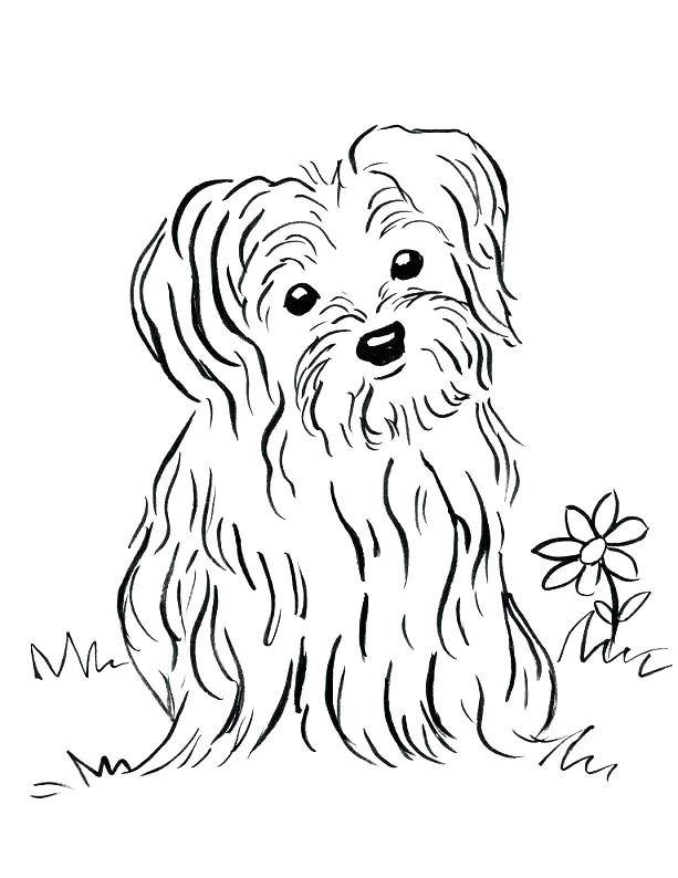 613x794 Cairn Terrier Coloring Pages