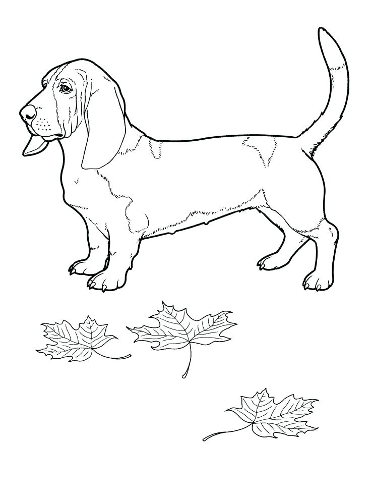 736x989 Boston Terrier Colouring Page Together With Terrier Coloring Page