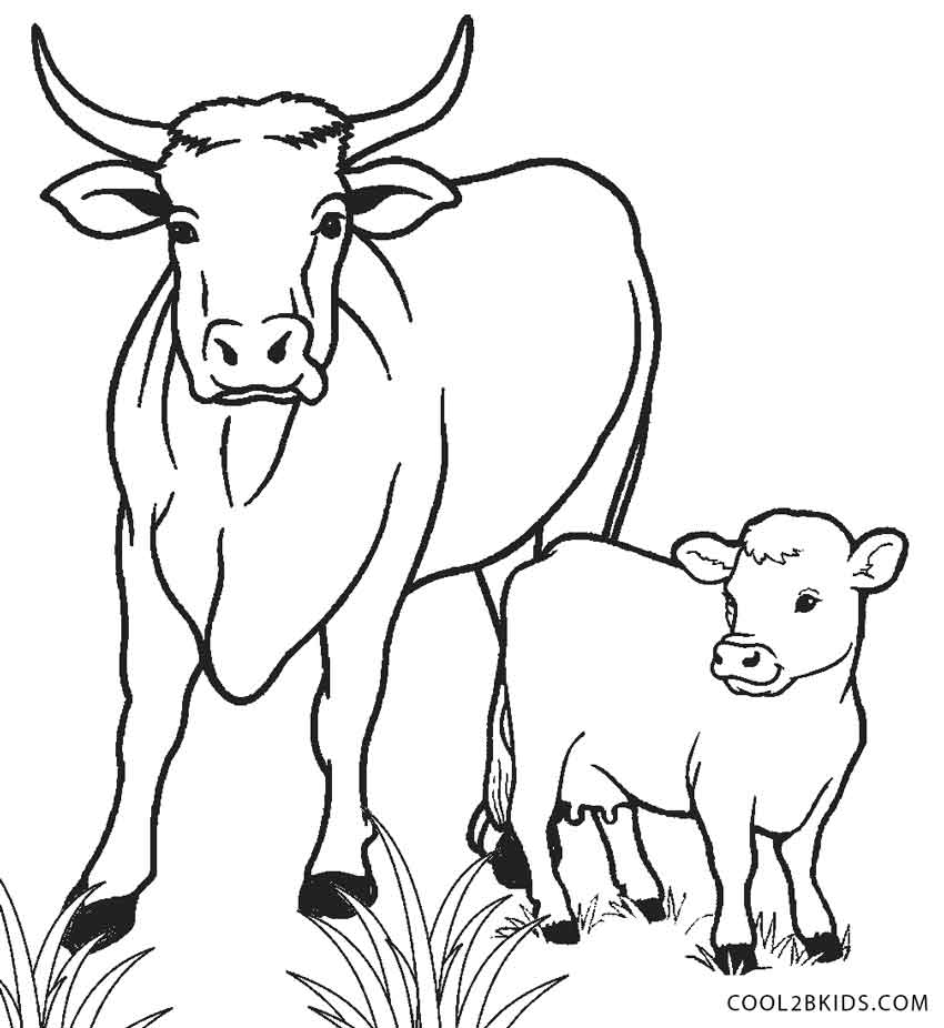 850x926 Cow And Calf Coloring Pages