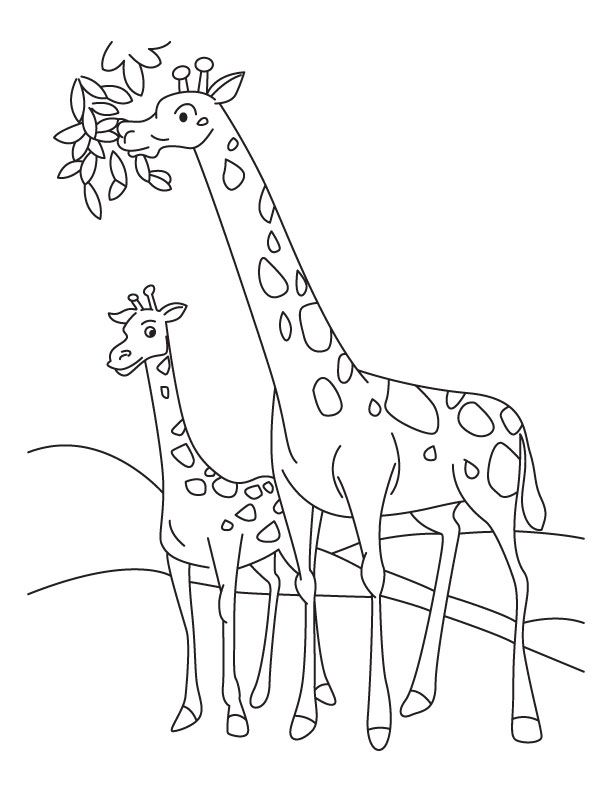 612x792 Giraffe And Calf Coloring Coloring