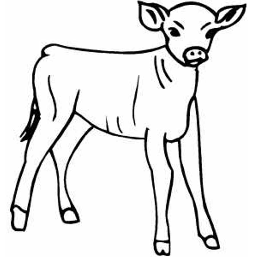 897x897 Little Calf Farm Animal Coloring Pages Animal Coloring Pages